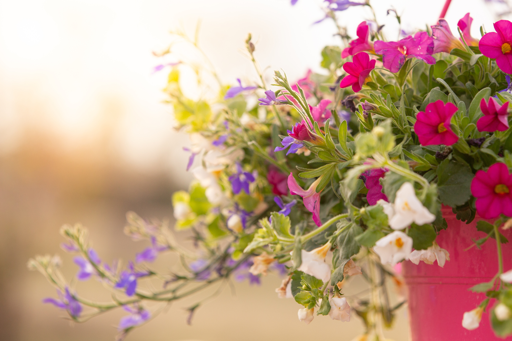 Looking to add color to church property? Consider hanging baskets or planters. 