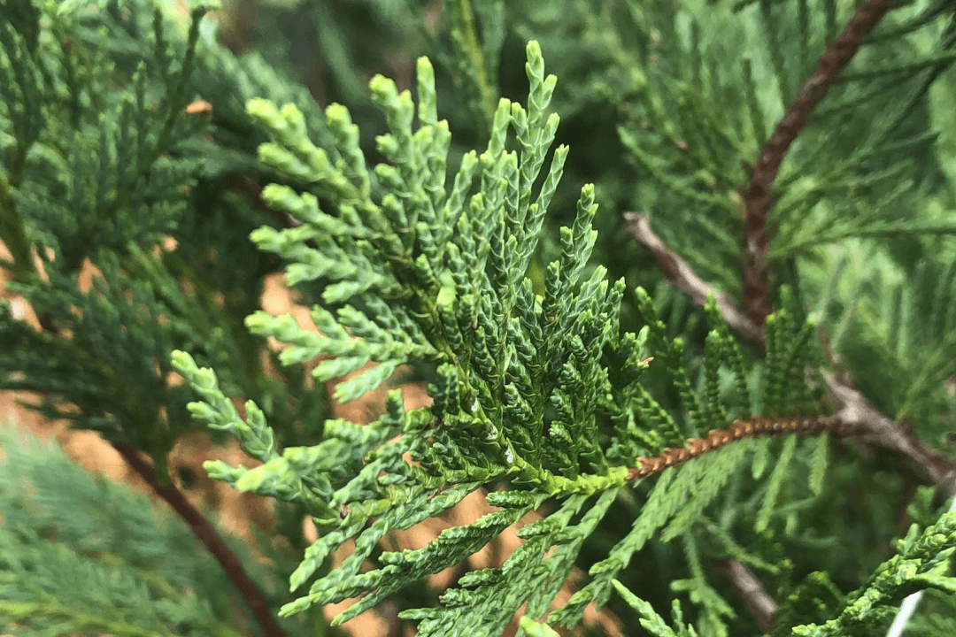 Looking for a fast growing shrub? Consider the Leyland Cypress.