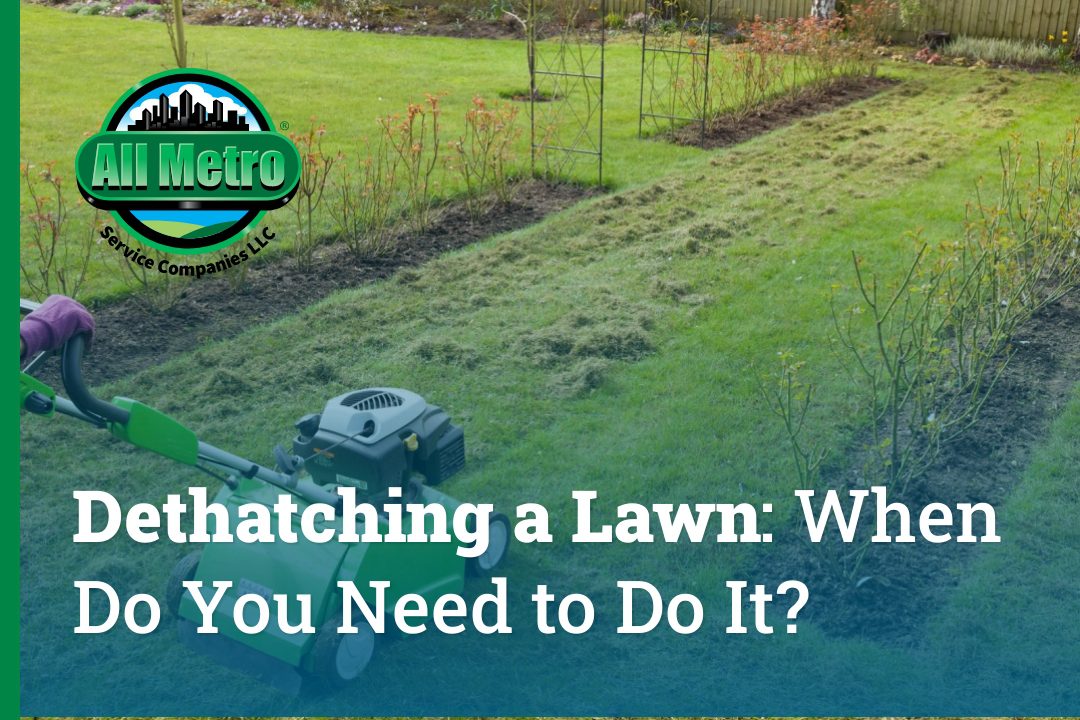 Dethatching a Lawn: When Do You Need to Do It?