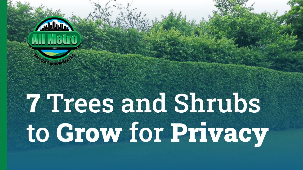 7 Trees and Shrubs to Grow for Privacy