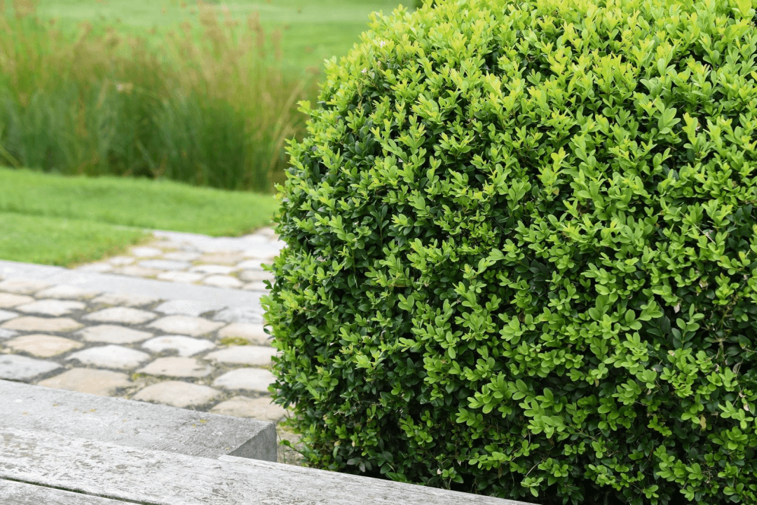 Boxwoods provide greenery all year round from early spring and early summer through fall and winter. 