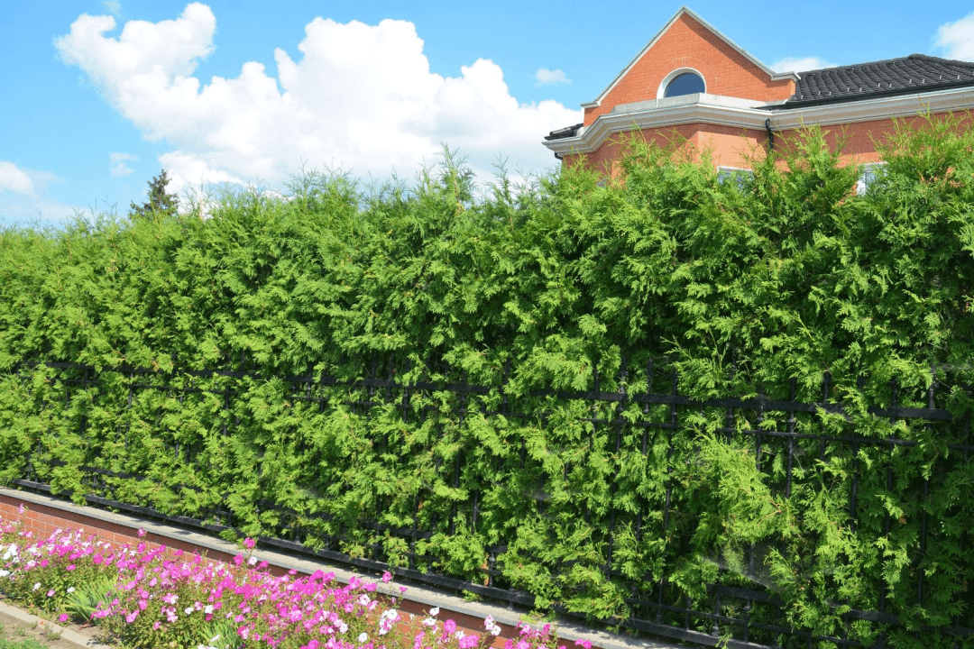 Arborvitae make for a great privacy hedge for businesses and homes as well. 