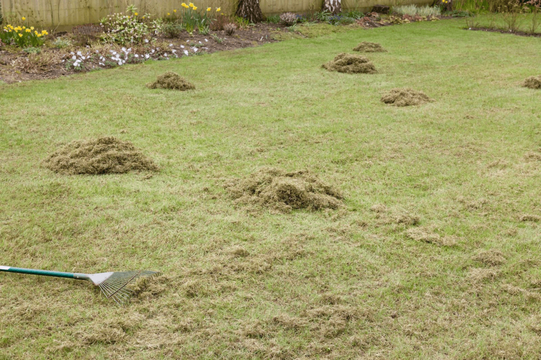 Early spring or summer can help keep grass healthy. 