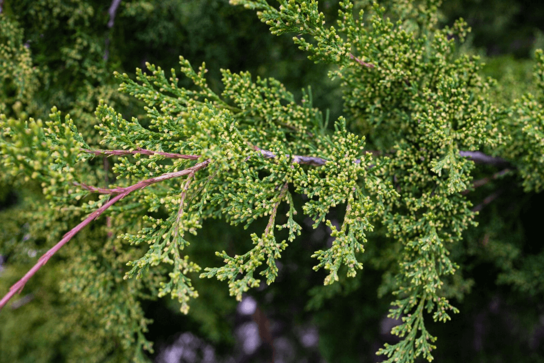 Eastern Red Cedar prefer full sun and can perform even in poor soil conditions. 
