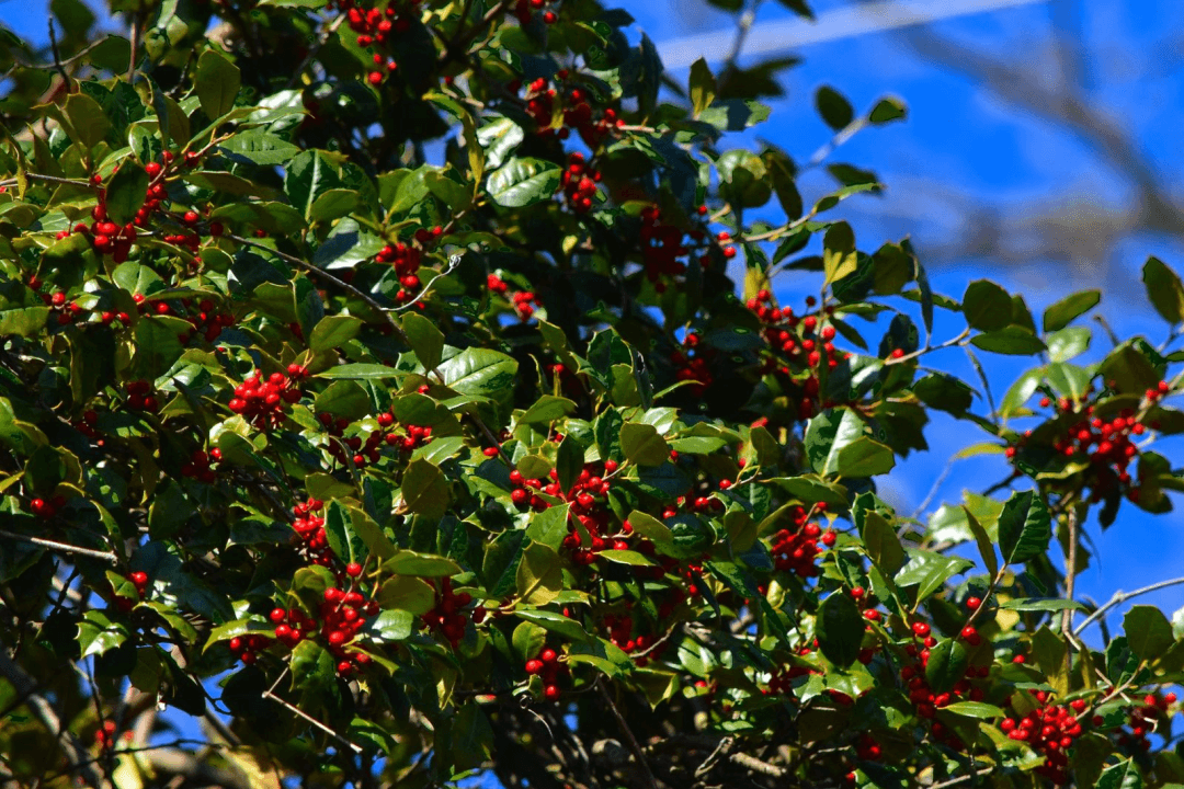 American Holly is cold hardy and deer-proof. 