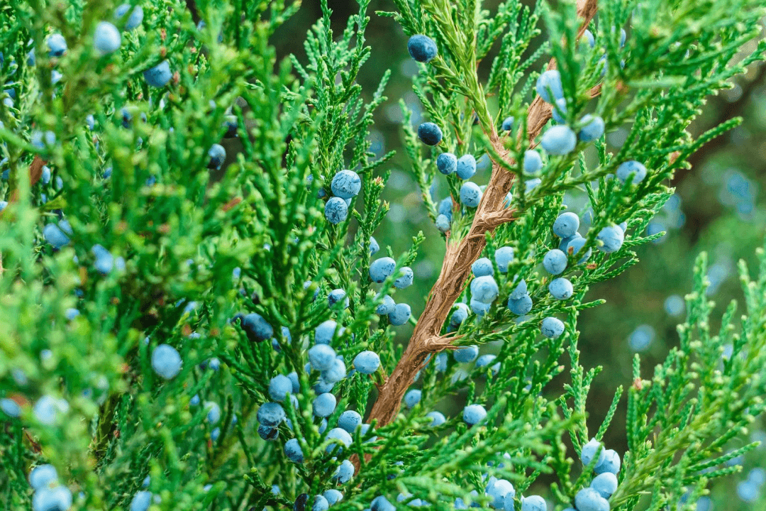 Juniper is a deer-resistant plant and provides a dense screen when planted side by side. 