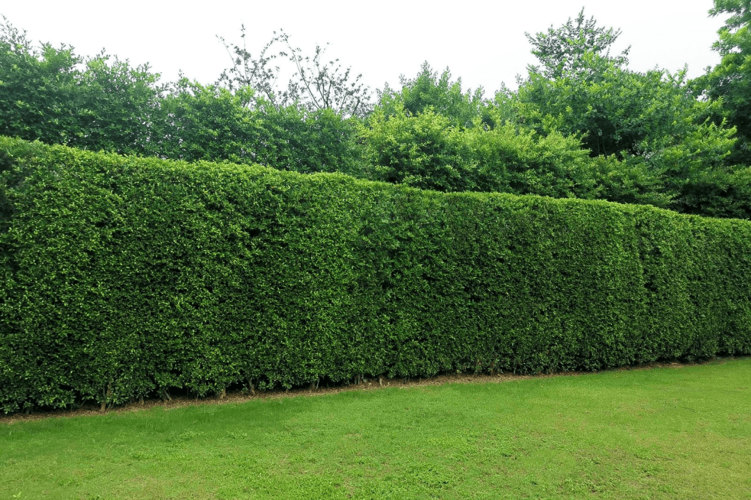 Planting shrubs for privacy is a visually appealing way to add greenery to your landscaping.