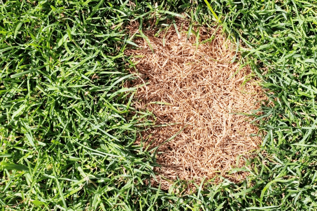 Dead spots in a lawn can be an indication it's time to dethatch your lawn. 