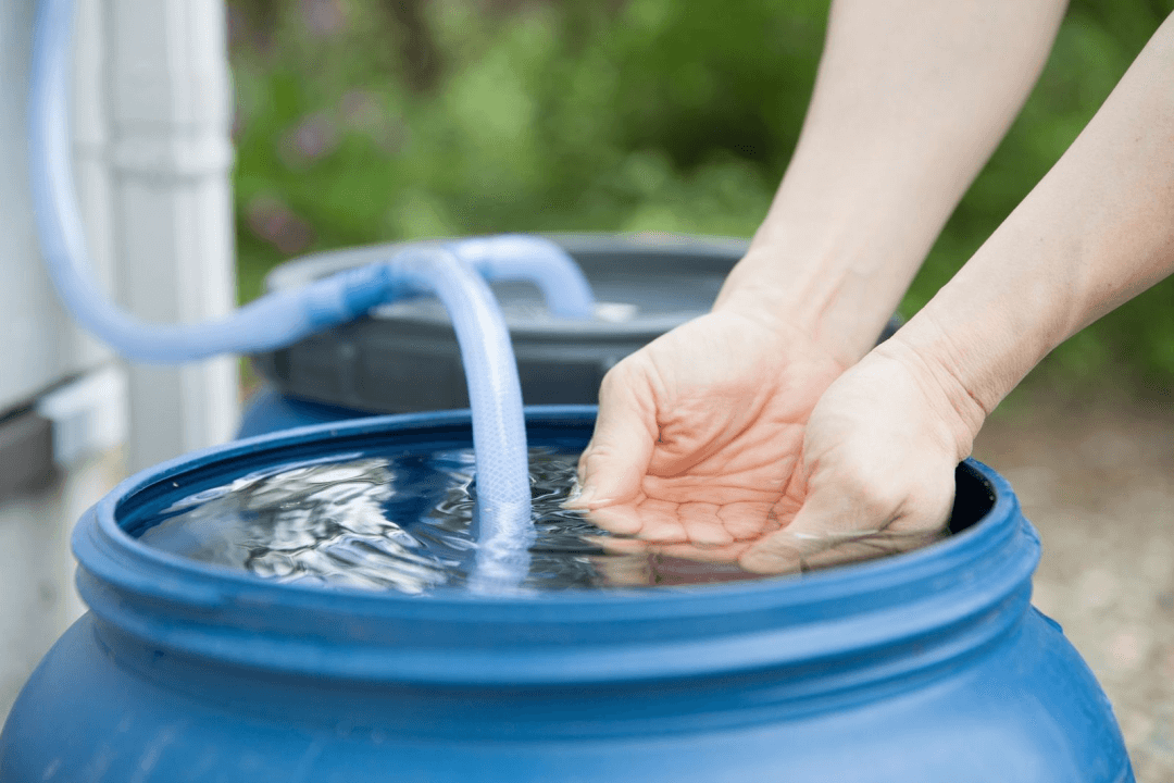 Using a rain barrel to collect water can help maintain your sustainable landscape. 