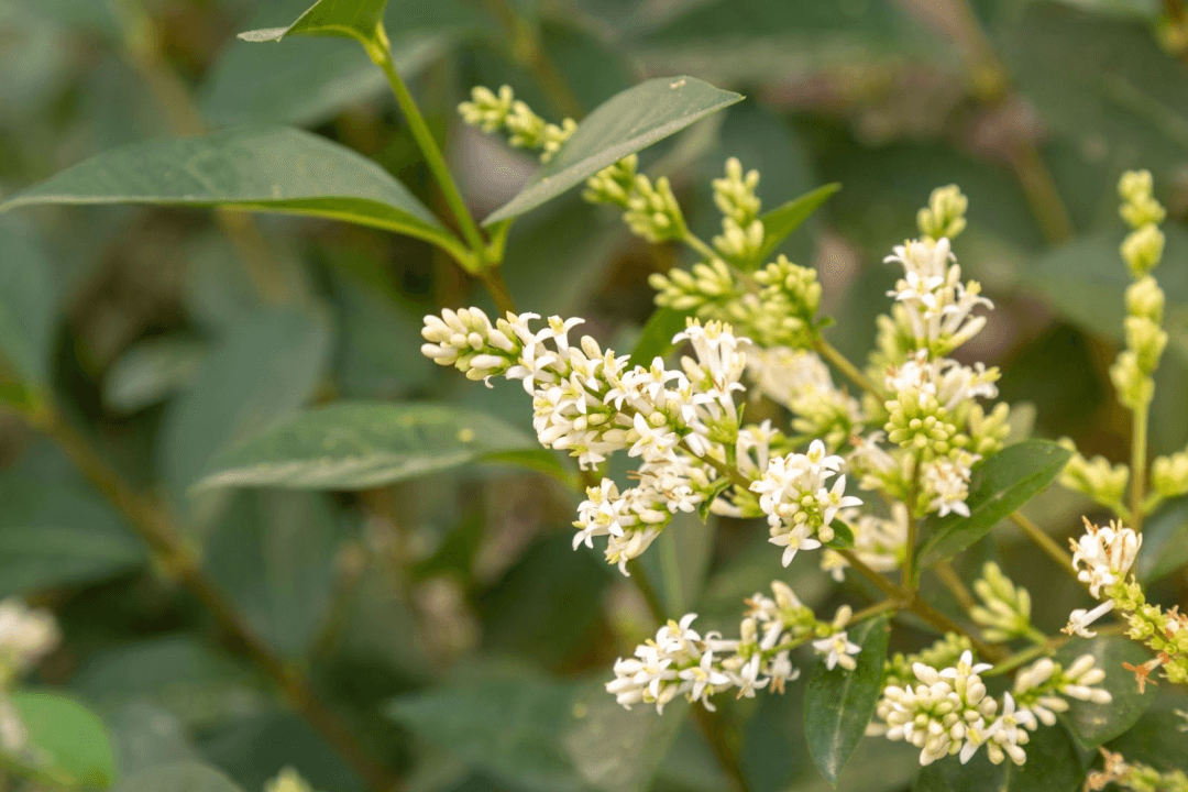 Japanse Privet's white flowers provide a hint of color. 