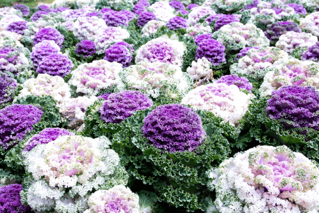 Ornamental Kale and Cabbage are two plants to add to your fall foliage. 