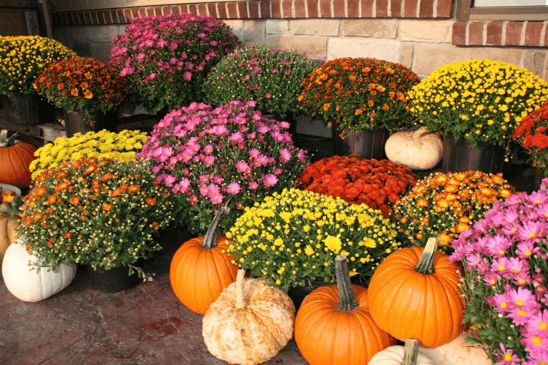 Using mums can be a great way to add fall color to your foliage year after year. 