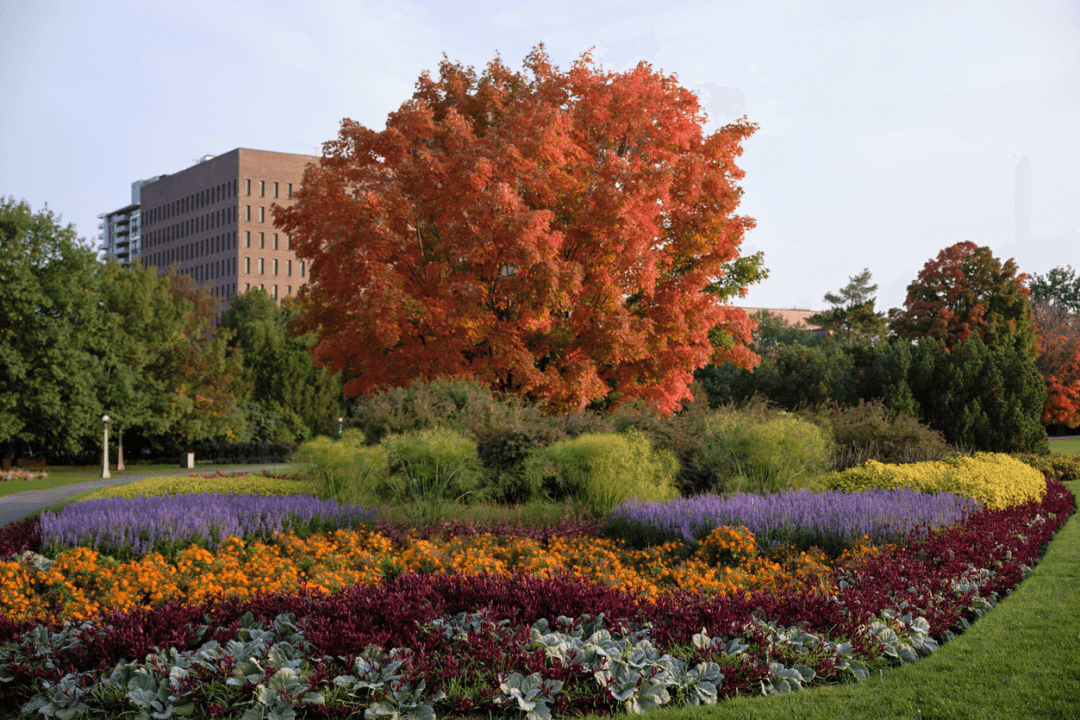 There are a lot of options to add color to your fall commercial landscaping. 