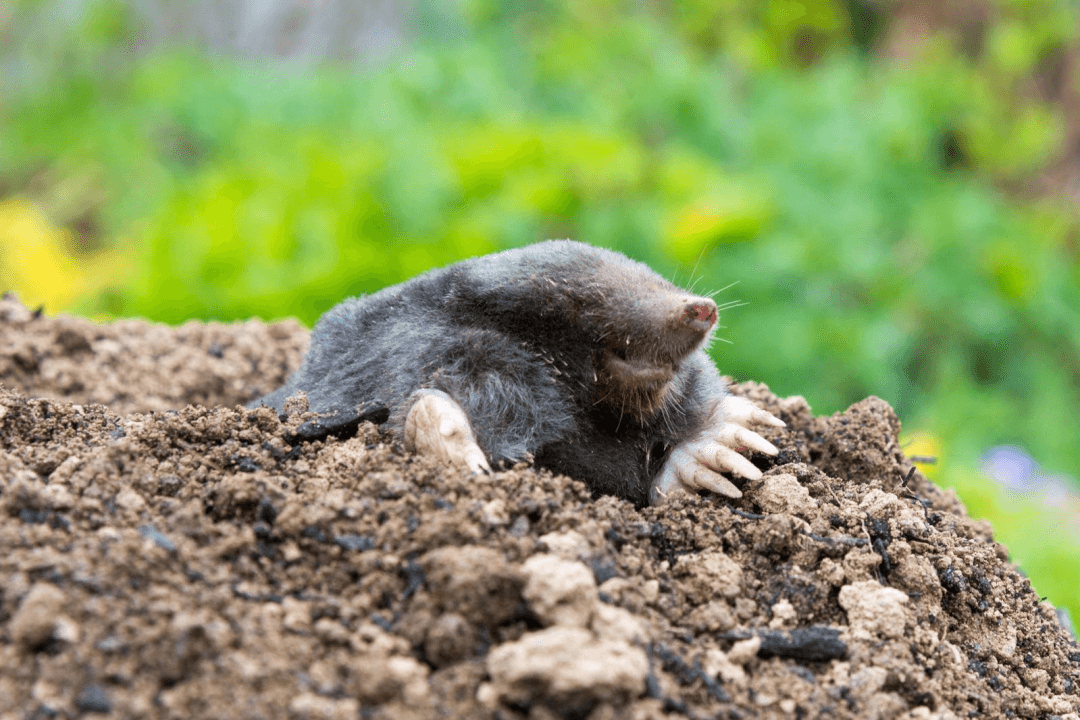 While not an insect, gophers and moles can damange your landscaping. 