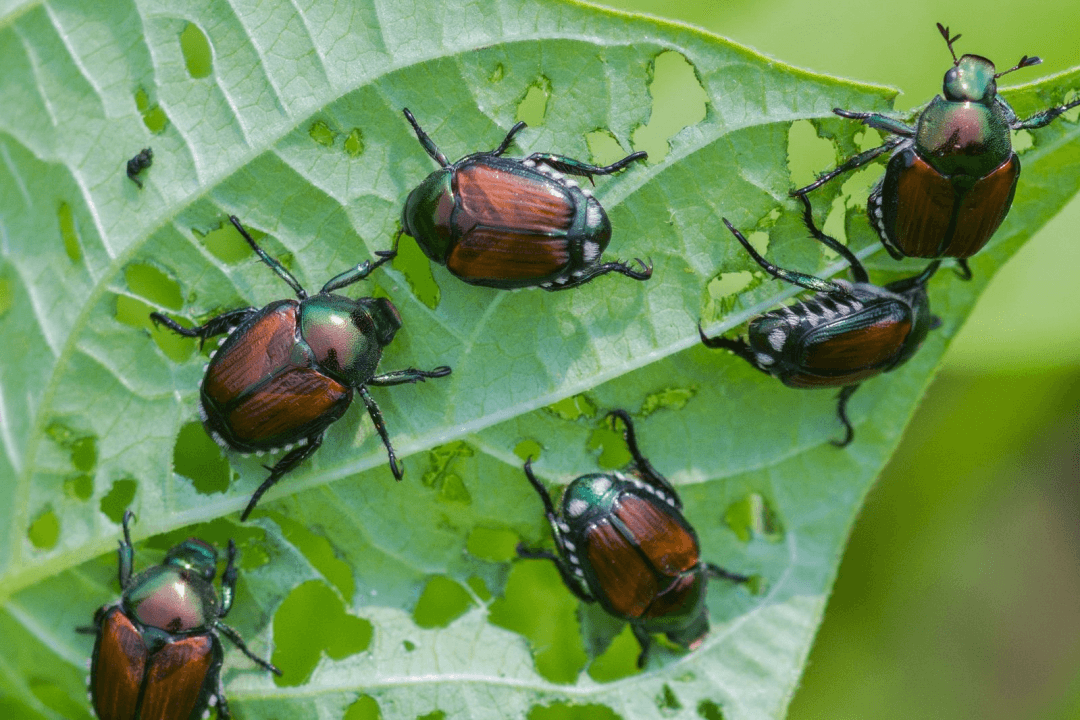 Japanese Beetles can be destructive to your landscaping. 