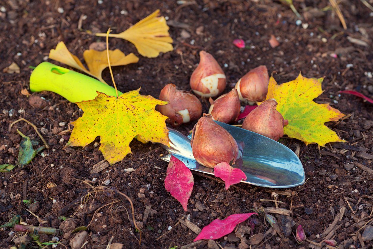 Plant perrennials and or bulbs in the fall to prep for spring. 
